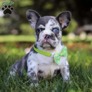 Patrick, French Bulldog Puppy
